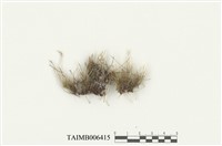 藏品(昂氏苔屬)的圖片